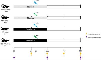 Effect of the Combination of Everolimus and Mesenchymal Stromal Cells on Regulatory T Cells Levels and in a Liver Transplant Rejection Model in Rats